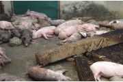Chập điện thiêu rụi trang trại cùng 1.200 con lợn